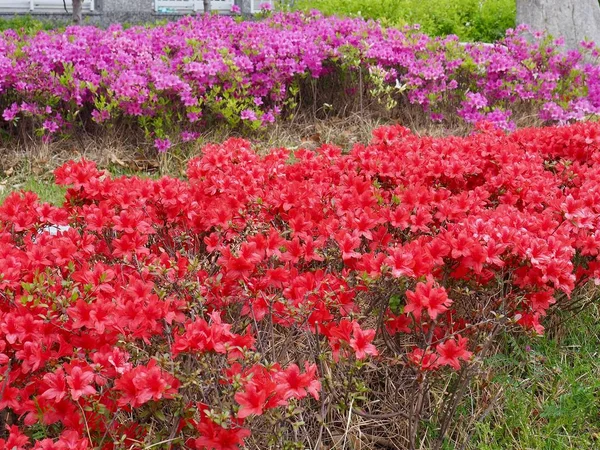 Champ Fleurs Azalée Corée — Photo