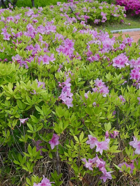 Azalka Květinové Pole Koreji — Stock fotografie