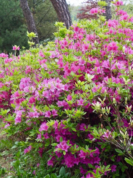 Campo Fiori Azalea Corea — Foto Stock