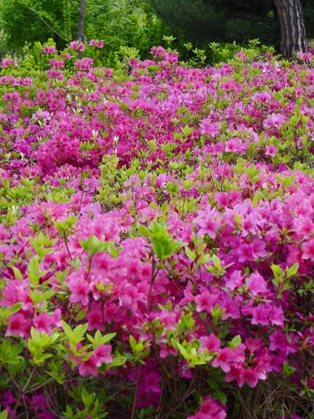 Azalea Virág Mező Koreában — Stock Fotó