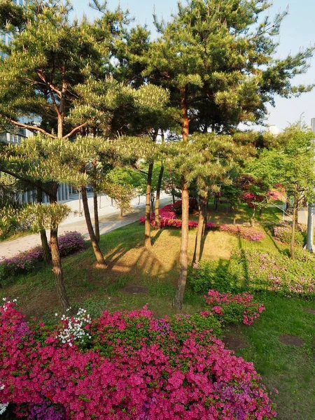 Цветочное Поле Азалии Корее — стоковое фото