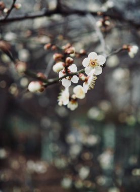 Erik çiçeği sahne içinde Korea