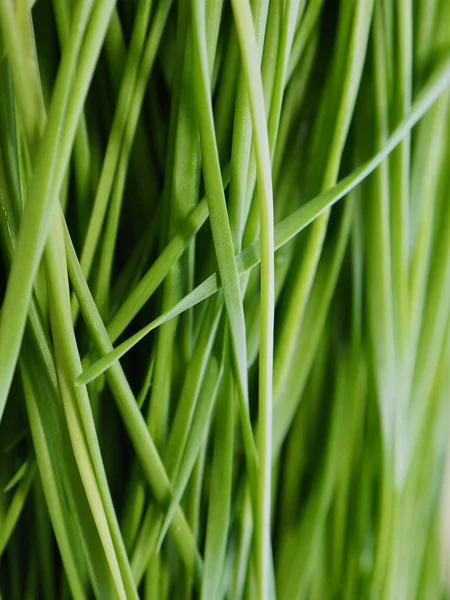 Korean Fresh Vegetable Chives — Stock Photo, Image