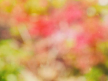 Ormanda yaprak bokeh, odağını kaybetmiş