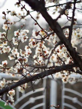 Erik çiçeği sahne içinde Korea