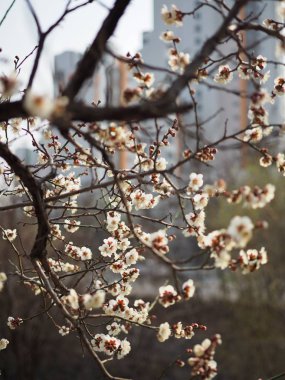 Erik çiçeği sahne içinde Korea