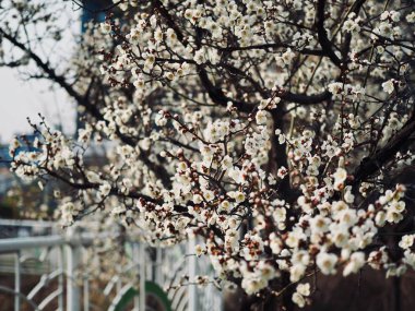 Erik çiçeği sahne içinde Korea