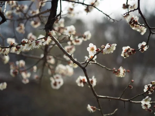 Plum Blossom Scenery Korea — Stock Photo, Image