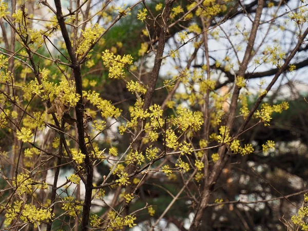 Korejský Sansuyu Květ Cornus Officinalis Flower — Stock fotografie