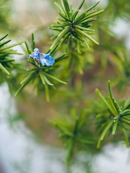 Home grown Rosemary flowers