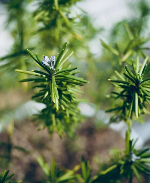 Home grown Rosemary flowers