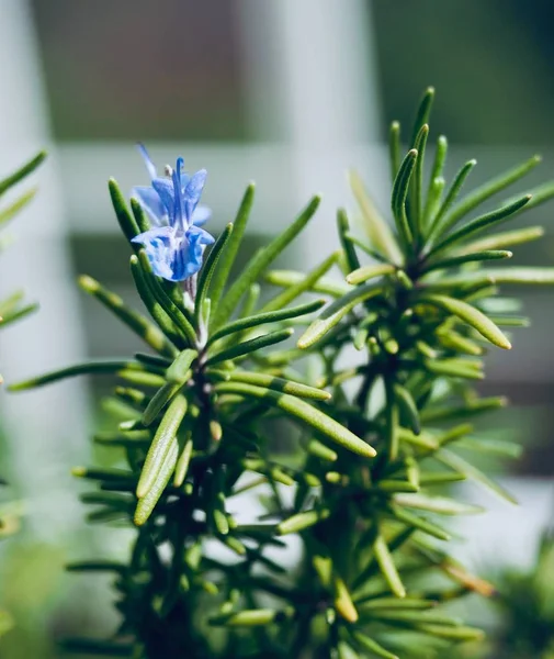 ホーム成長ローズマリーの花 — ストック写真