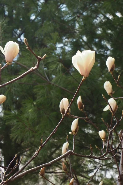 Южная Корея Чонджу Белый Цветок Магнолии — стоковое фото