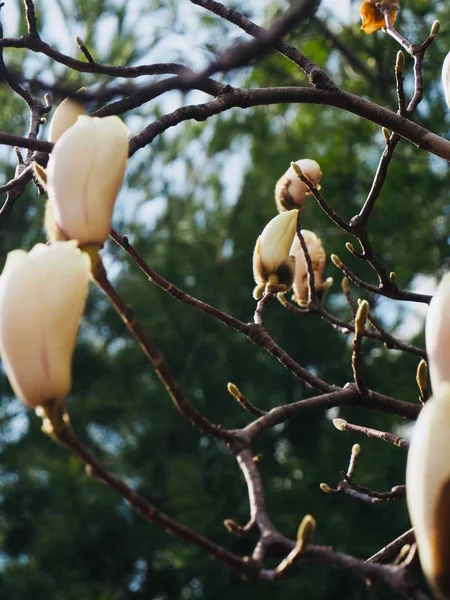 Corea Cheongju City Fiore Magnolia Bianca — Foto Stock