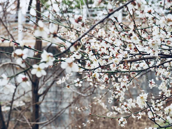 Plum Blossom Scenery Korea — Stock Photo, Image