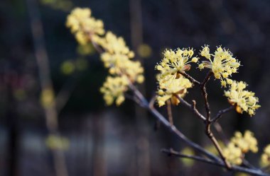 Kore Sansuyu çiçek, Cornus officinalis çiçek