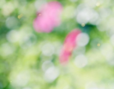 Bokeh Ormanı 'nın soyut arka planı, gözden kaçan odak