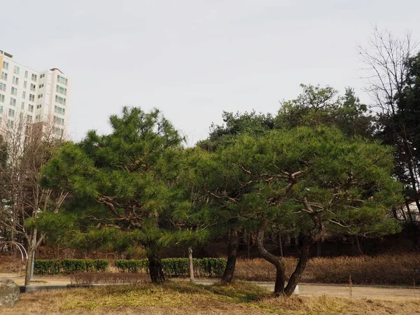 韓国松風景 — ストック写真