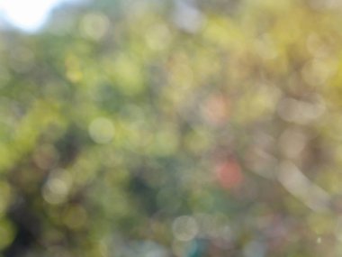 Bokeh Ormanı 'nın soyut arka planı, gözden kaçan odak