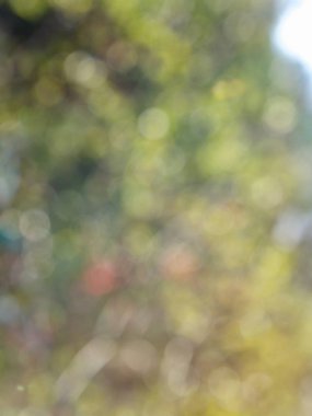 Bokeh Ormanı 'nın soyut arka planı, gözden kaçan odak