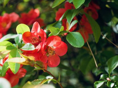 Kore'de Çiçekler Chaenomeles speciosa