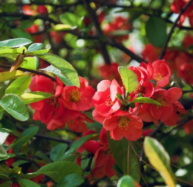 Kore'de Çiçekler Chaenomeles speciosa