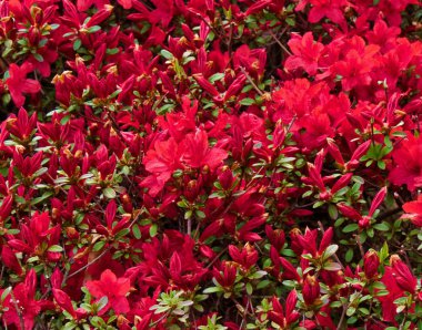 Açelya çiçek alan içinde Korea