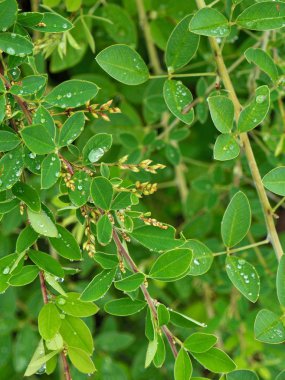 yaprak ve Su damlacıkları