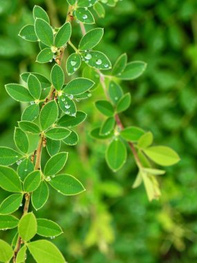 yaprak ve Su damlacıkları