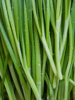 Kore taze sebze Chives, organik tarım