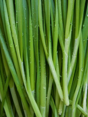 Kore taze sebze Chives, organik tarım