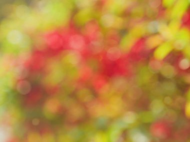 Bokeh Ormanı 'nın soyut arka planı, gözden kaçan odak