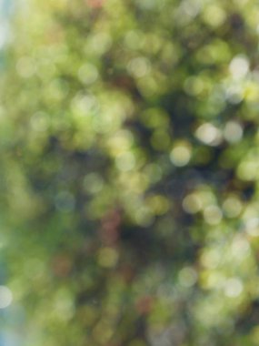 Bokeh Ormanı 'nın soyut arka planı, gözden kaçan odak