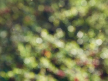 Bokeh Ormanı 'nın soyut arka planı, gözden kaçan odak