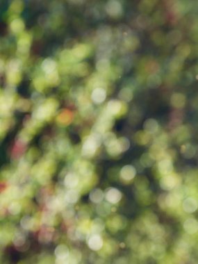 Bokeh Ormanı 'nın soyut arka planı, gözden kaçan odak