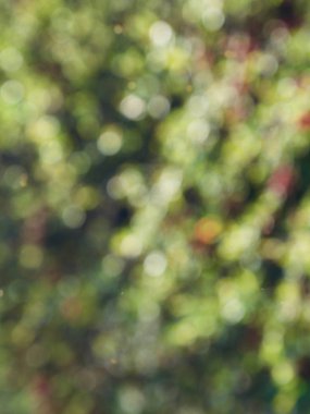 Bokeh Ormanı 'nın soyut arka planı, gözden kaçan odak