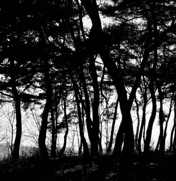韩国的松树景观 黑白相间的照片 — 图库照片