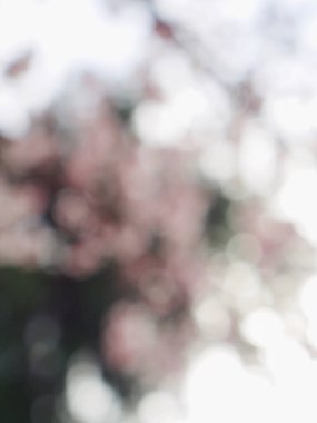 Bokeh Ormanı 'nın soyut arka planı, gözden kaçan odak