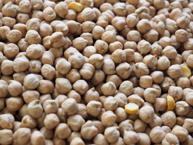 Kore'nin taze organik fasulye, Cicer arietinum