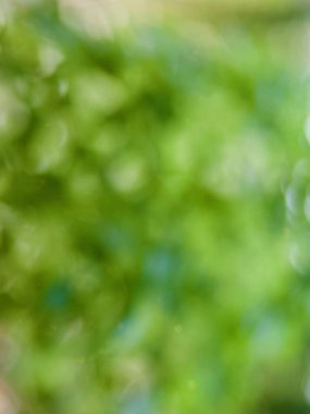 Bokeh Ormanı 'nın soyut arka planı, gözden kaçan odak