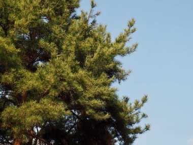 Kore çam ve akçaağaç ağaçları