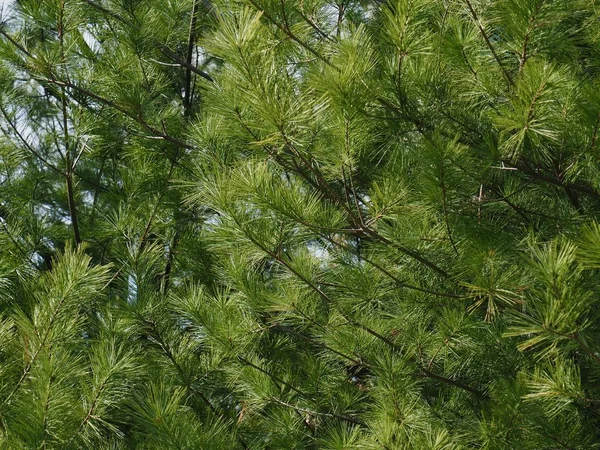 韓国の松とカエデの木 — ストック写真