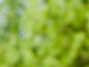 Bokeh Ormanı 'nın soyut arka planı, gözden kaçan odak