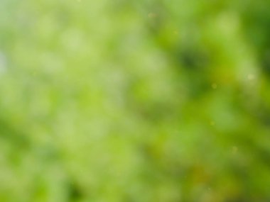 Bokeh Ormanı 'nın soyut arka planı, gözden kaçan odak