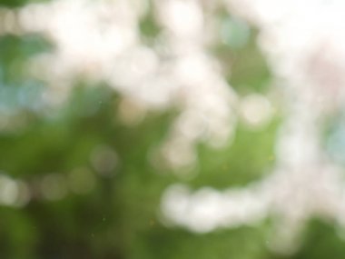 Bokeh Ormanı 'nın soyut arka planı, gözden kaçan odak