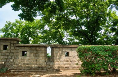 Taze organik domates ve organik Kiraz domates