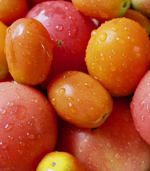 Frische Bio Tomaten Und Bio Kirschtomaten — Stockfoto