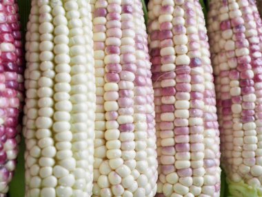 Kore 'nin Taze Organik Mısırı, geçmiş