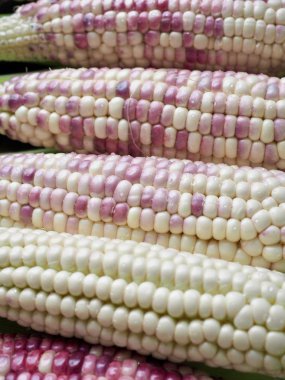 Kore 'nin Taze Organik Mısırı, geçmiş