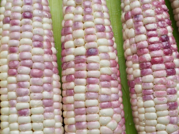 Свежая Органическая Кукуруза Кореи Фон — стоковое фото